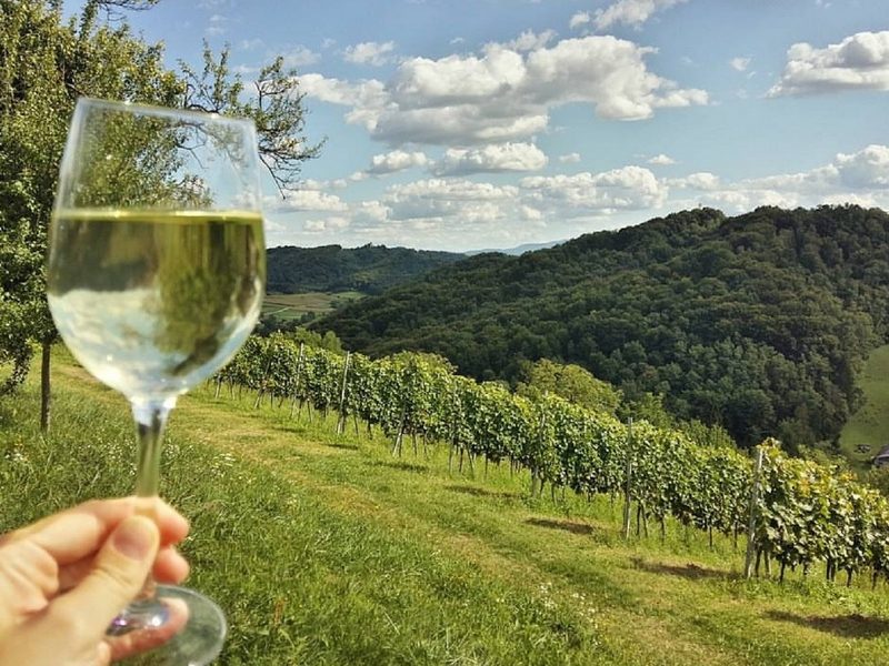 A close-up of a glass of white wine with the picturesque vineyards of Plešivica, Croatia in the background.