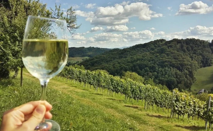 A glass of white wine is held up in front of a sunlit vineyard landscape with rolling hills, blue sky, and rows of grapevines.